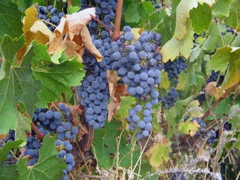 Quelques informations sur les vins tchèques
