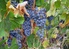 Basic information about Moravian and Bohemian wine
